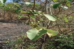 Cordia macleodii